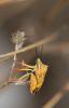 Carpocoris mediterraneus atlanticus